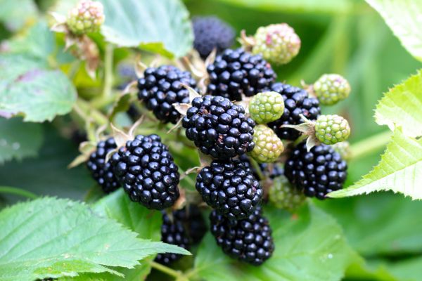 Blackberry Bush Removal in Santa Cruz