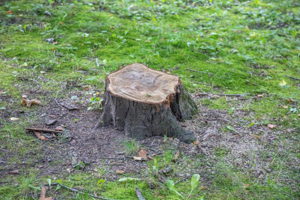 Bush Stump Removal in Santa Cruz