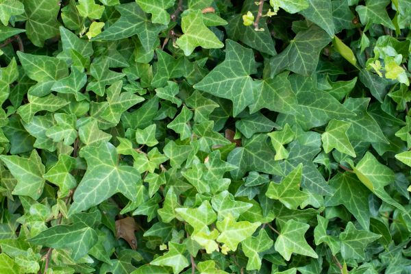 English Ivy Removal in Santa Cruz
