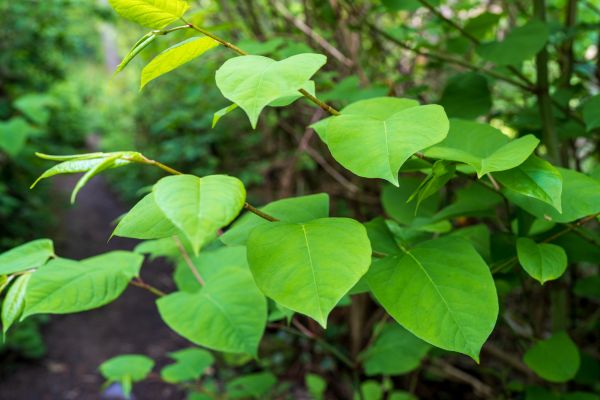Invasive Plant Removal in Santa Cruz