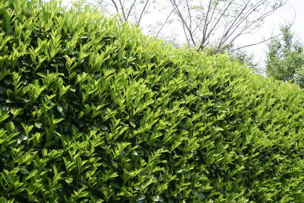 Laurel Removal in Santa Cruz