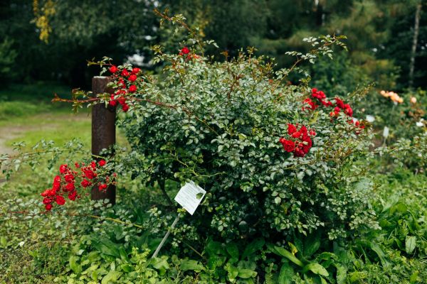 Rose Bush Removal in Santa Cruz