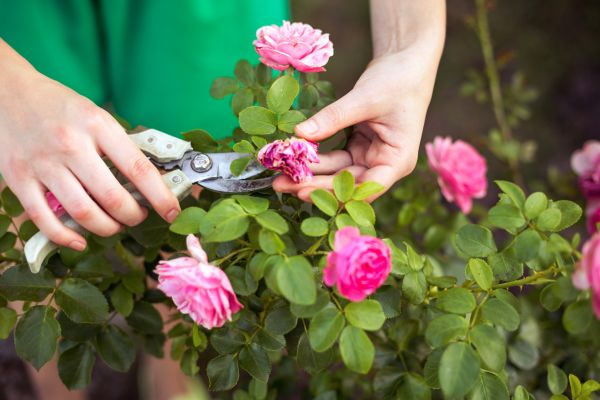 Cost of Rose Trimming in Santa Cruz