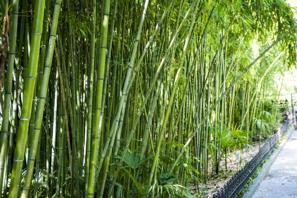 Bamboo Root Removal in Santa Cruz