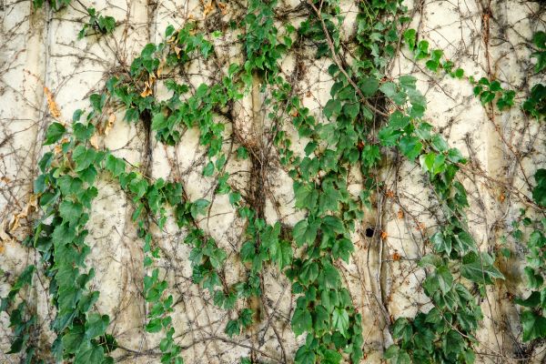 Vine Removal Service in Santa Cruz