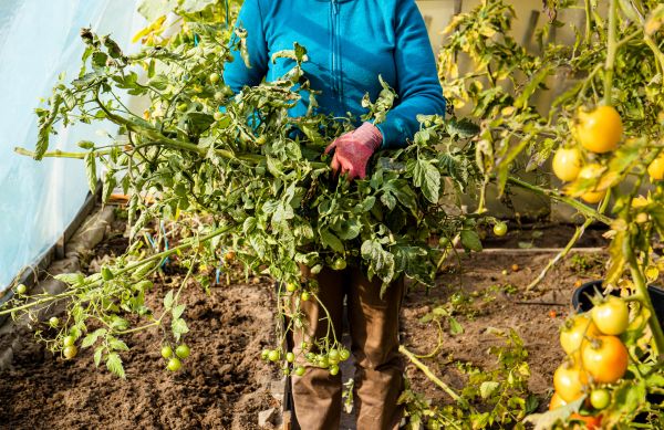 Garden Plant Removal in Santa Cruz