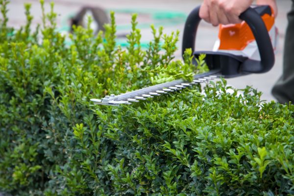 Hedge Shearing in Santa Cruz