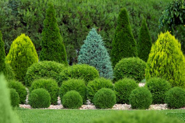 Cost of Shrub Shaping in Santa Cruz