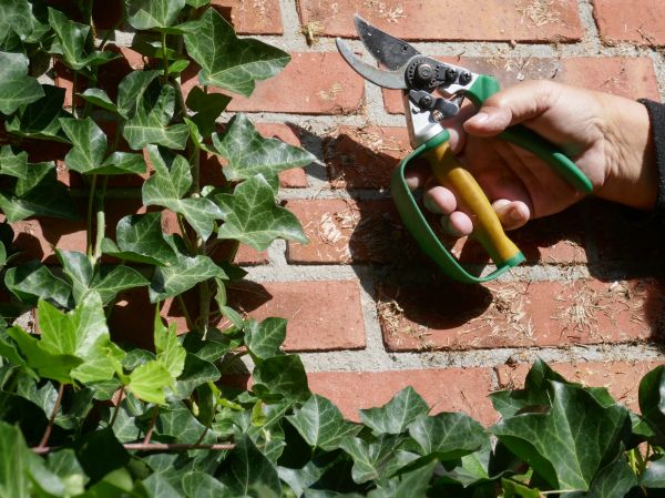 Ivy Removal Service in Santa Cruz