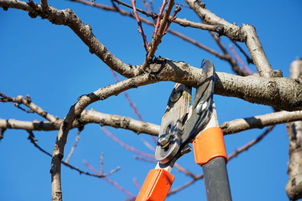 Selective Pruning in Santa Cruz