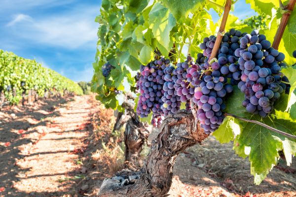 Cost of Grapevine Pruning in Santa Cruz