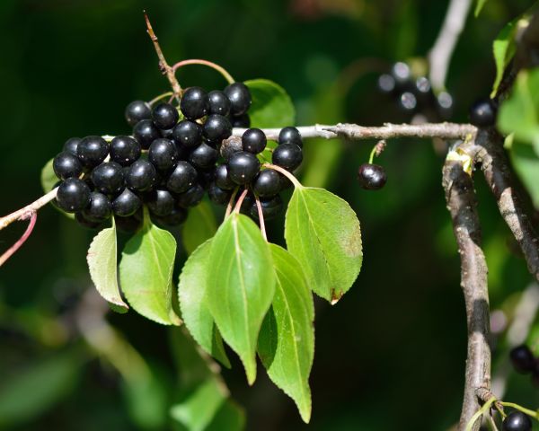 Buckthorn Removal in Santa Cruz