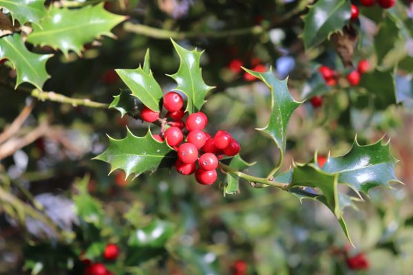 Cost of Holly Tree Trimming in Santa Cruz