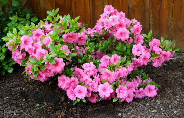 Azaleas Removal in Santa Cruz