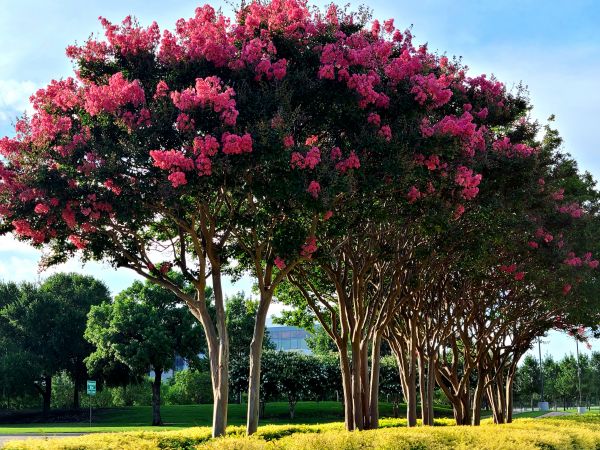 Cost of Crepe Myrtle Pruning in Santa Cruz