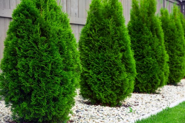 Cost of Arborvitae Pruning in Santa Cruz