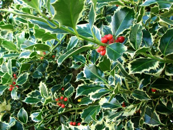Cost of Holly Bushes Trimming in Santa Cruz