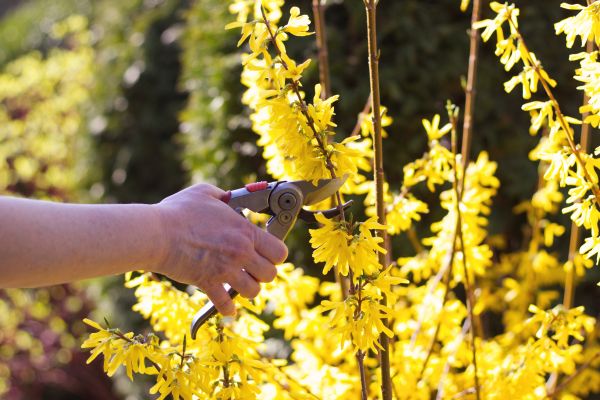 Forsythia Pruning in Santa Cruz