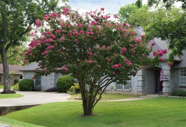 Crepe Myrtle Trimming in Santa Cruz