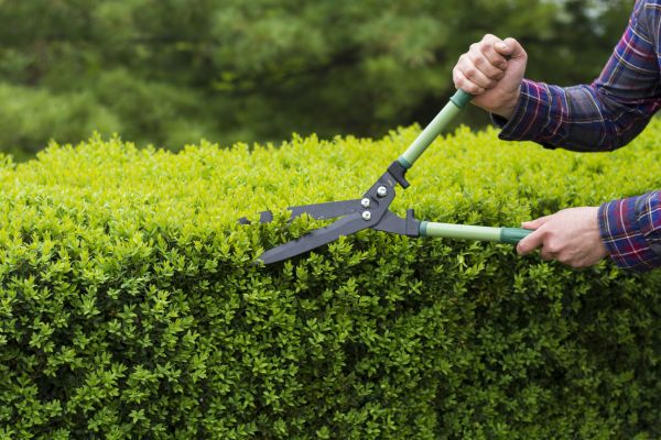 Evergreen Shrub Pruning in Santa Cruz