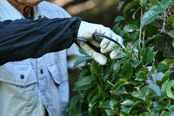 Holly Pruning in Santa Cruz