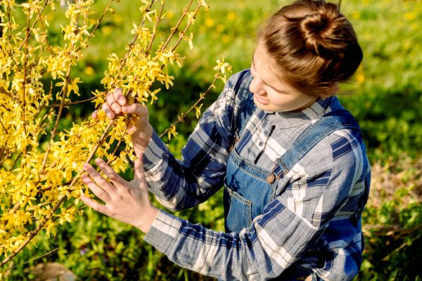 Cost of Forsythia Trimming in Santa Cruz