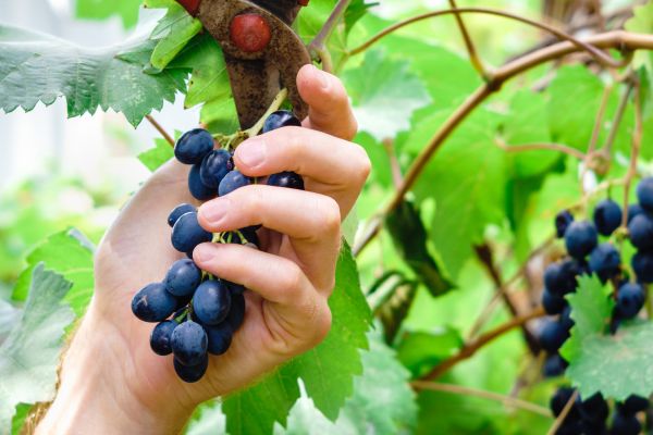 Vineyard Pruning in Santa Cruz