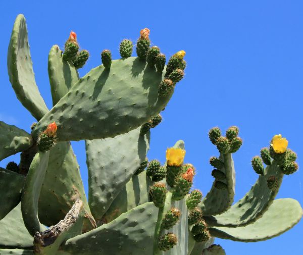 Cactus Removal in Santa Cruz
