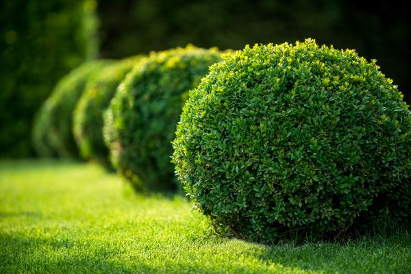 Cost of Boxwood Shaping in Santa Cruz