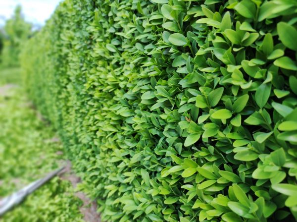 Cost of Boxwood Pruning in Santa Cruz