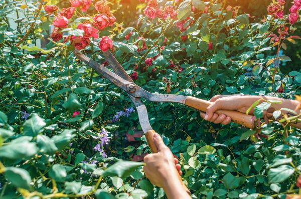 Knockout Roses Pruning in Santa Cruz
