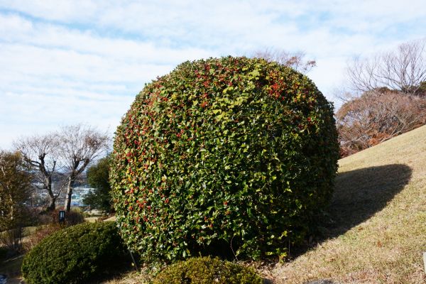 Cost of Holly Shrub Pruning in Santa Cruz