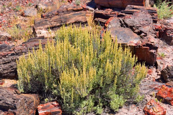 Sagebrush Removal in Santa Cruz