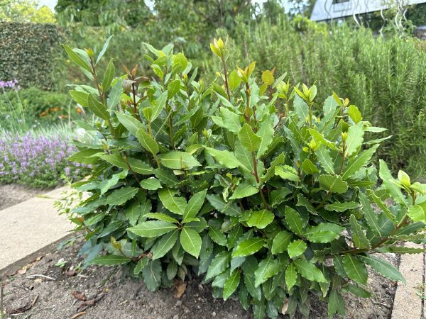 Laurel Hedge Trimming in Santa Cruz