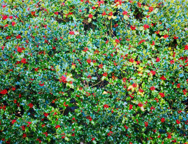 Holly Bush Removal in Santa Cruz