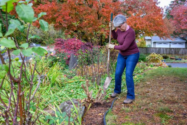 Dead Bush Removal in Santa Cruz