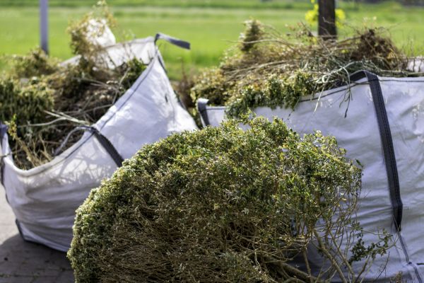 Dead Shrub Removal in Santa Cruz