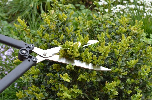 Cost of Boxwood Trimming in Santa Cruz