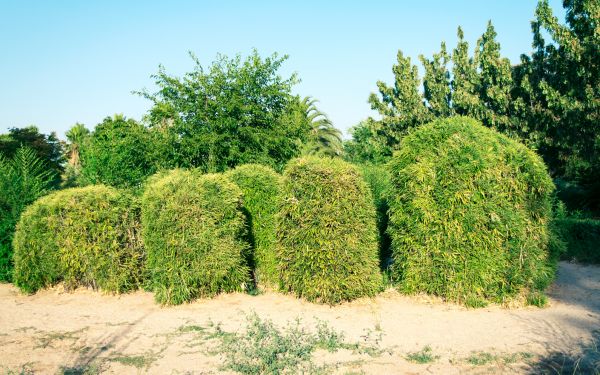 Bamboo Hedge Removal in Santa Cruz