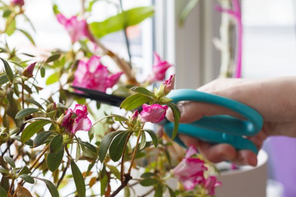 Azalea Pruning in Santa Cruz