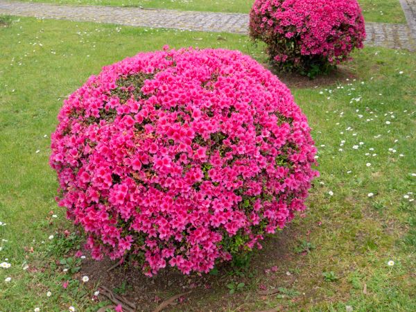 Cost of Rhododendron Pruning in Santa Cruz