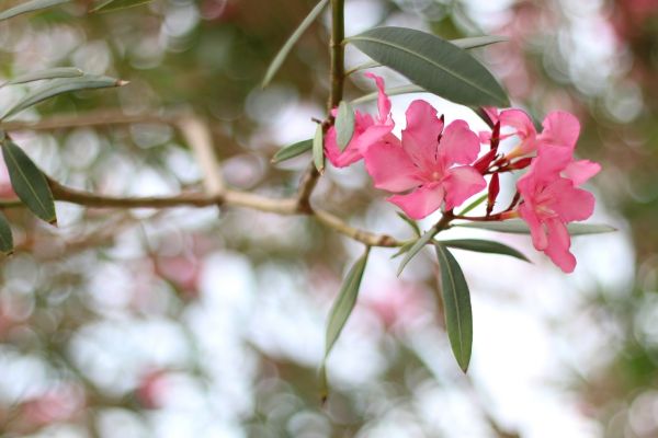 Oleander Removal in Santa Cruz