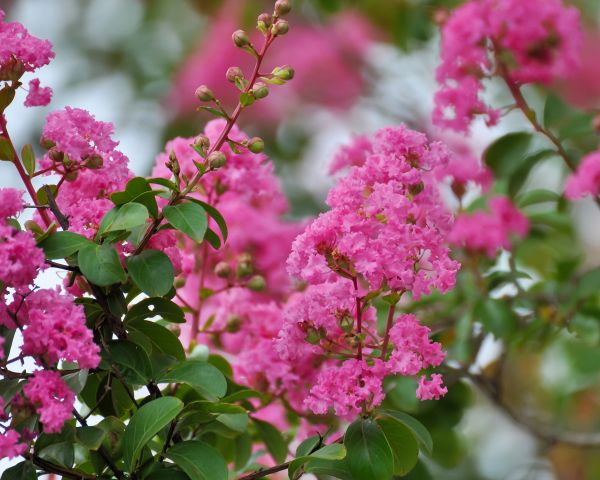 Crepe Myrtle Removal in Santa Cruz