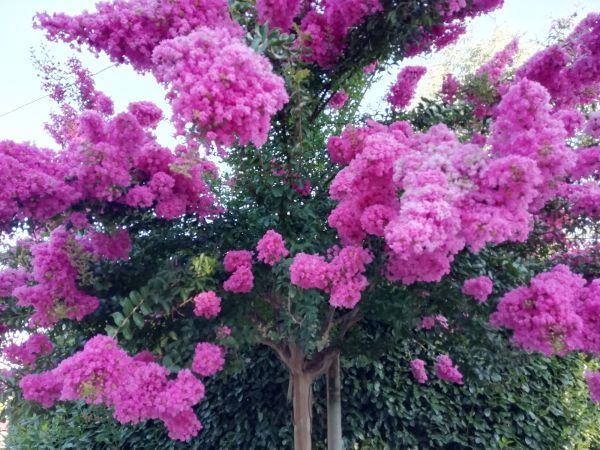 Cost of Crape Myrtle Pruning in Santa Cruz