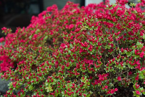 Weigela Removal Service in Santa Cruz