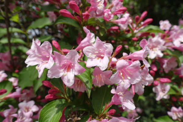 Weigela Pruning Service in Santa Cruz