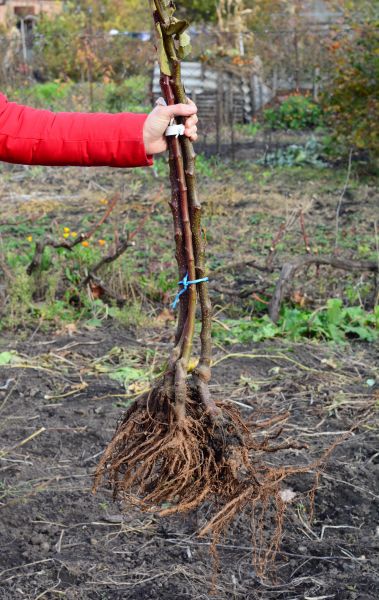 Shrub Root Removal in Santa Cruz