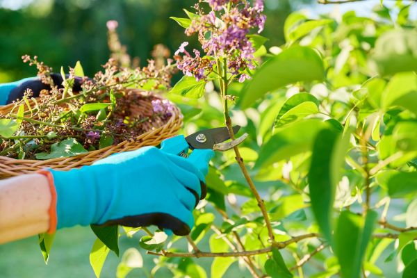 Lilac Trimming Service in Santa Cruz