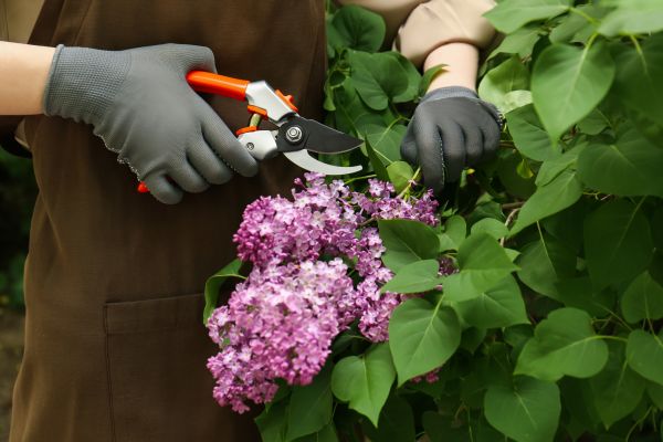 Lilac Pruning Service in Santa Cruz