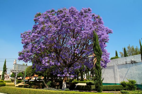 Jacaranda Pruning in Santa Cruz